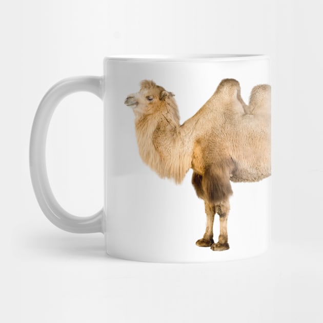 Funky Camel by dcohea